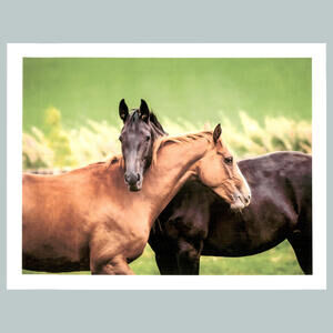 #0227  Horses Missed You 4x6 Version Glossy Photo Fast Ship